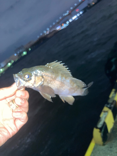 アコウの釣果