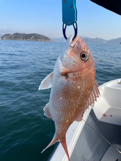 マダイの釣果