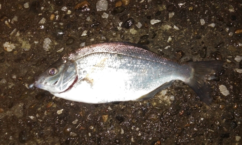 ウミタナゴの釣果