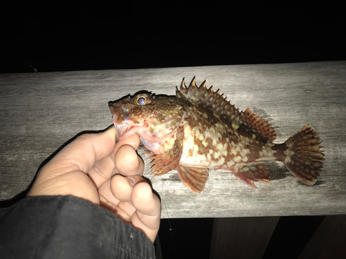 カサゴの釣果