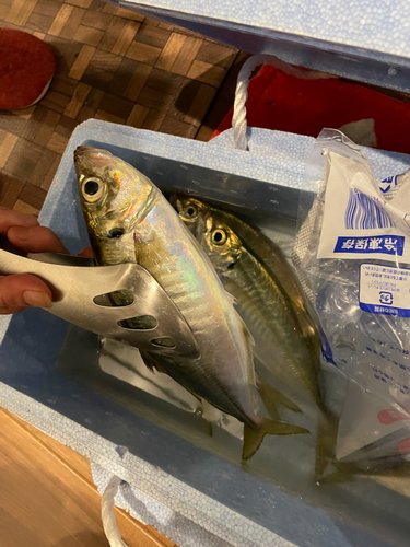 アジの釣果