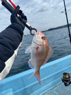 マダイの釣果