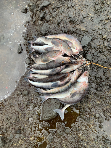 ホッケの釣果