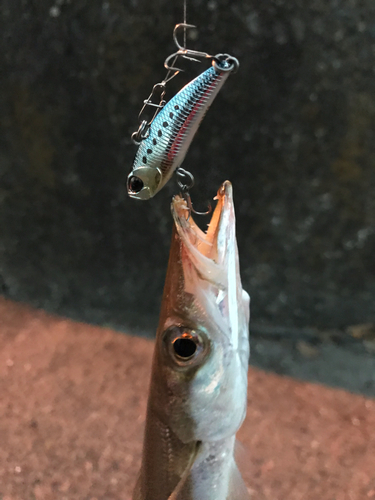 カマスの釣果