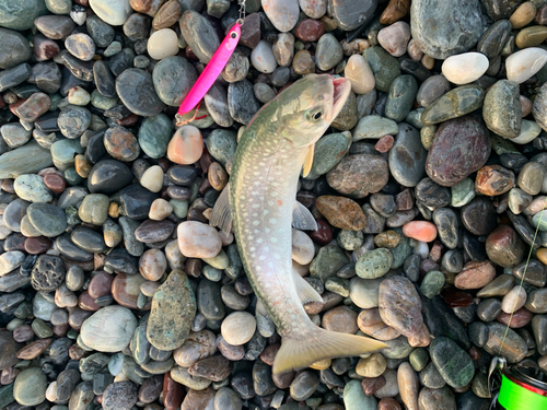 アメマスの釣果