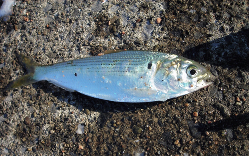 コハダの釣果