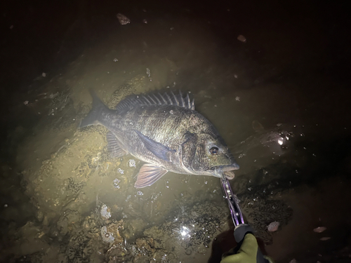 チヌの釣果