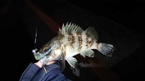 シロメバルの釣果