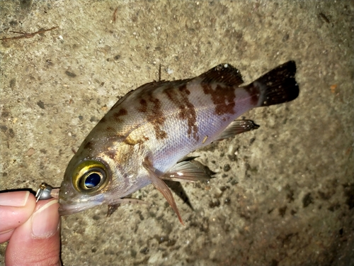 メバルの釣果