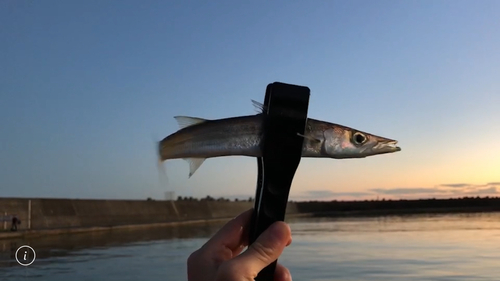 アカカマスの釣果