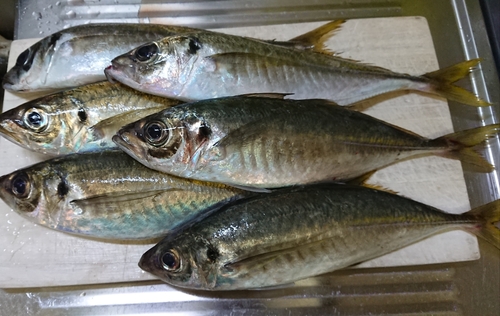 アジの釣果