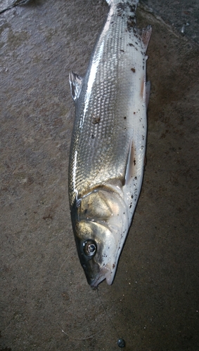 マルタウグイの釣果