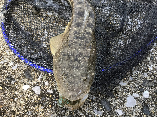 マゴチの釣果