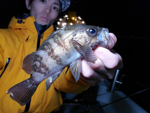 メバルの釣果