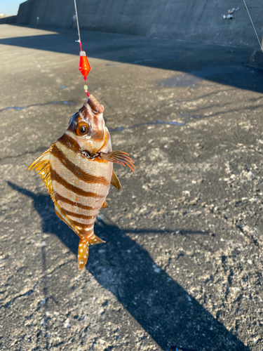 タカノハダイの釣果