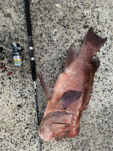 コブダイの釣果