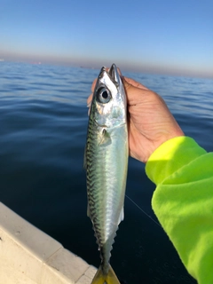 マサバの釣果