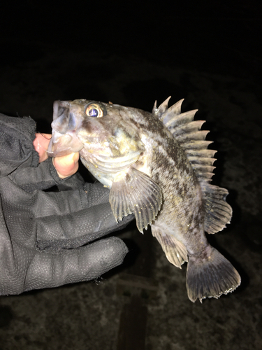 クロソイの釣果