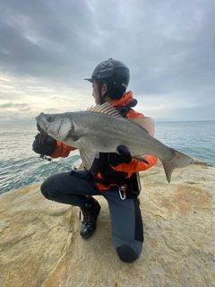 ヒラスズキの釣果