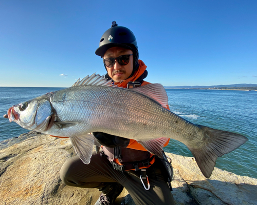 ヒラスズキの釣果