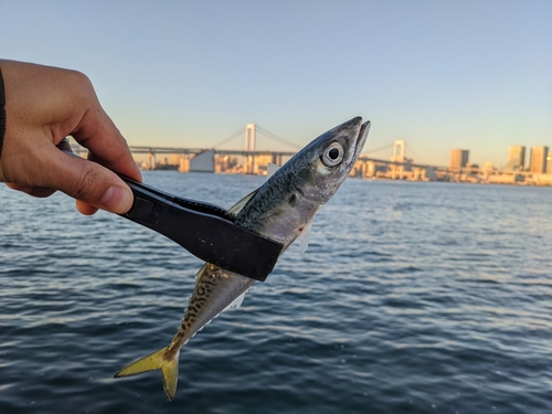 サバの釣果