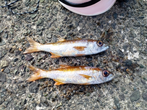 クロムツの釣果