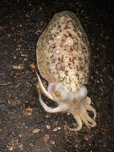 コウイカの釣果