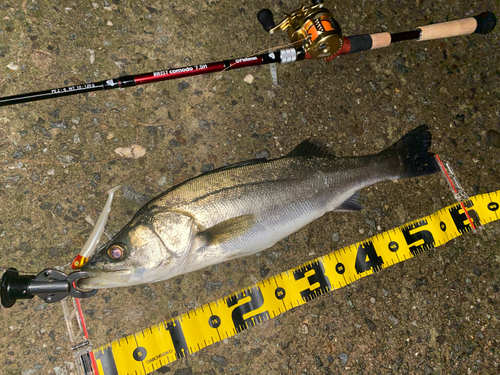 シーバスの釣果