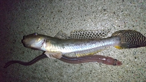 マハゼの釣果