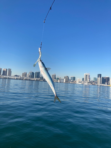 サバの釣果