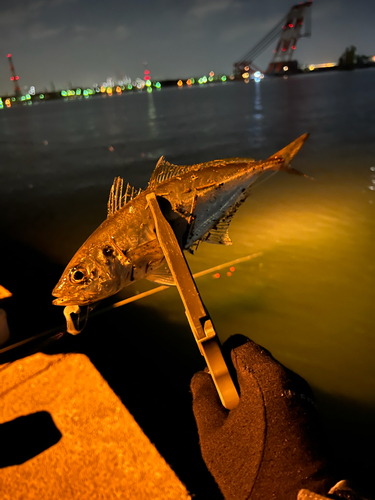 マアジの釣果