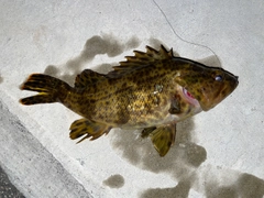 タケノコメバルの釣果