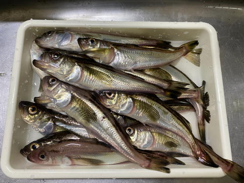 ハタハタの釣果