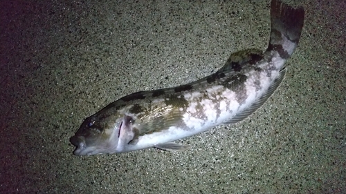 アイナメの釣果