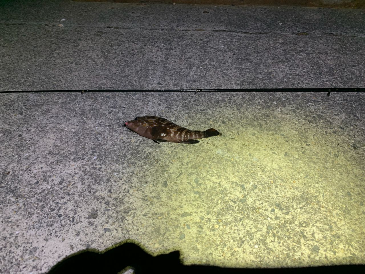 タケノコメバル