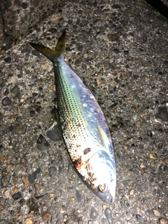 コノシロの釣果