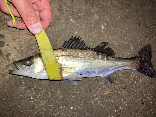 セイゴ（マルスズキ）の釣果