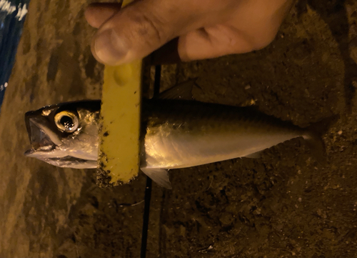 サバの釣果