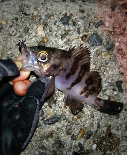 シロメバルの釣果