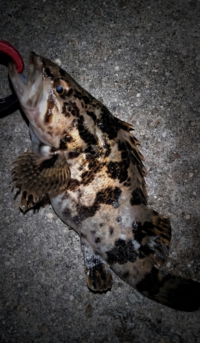 タケノコメバルの釣果