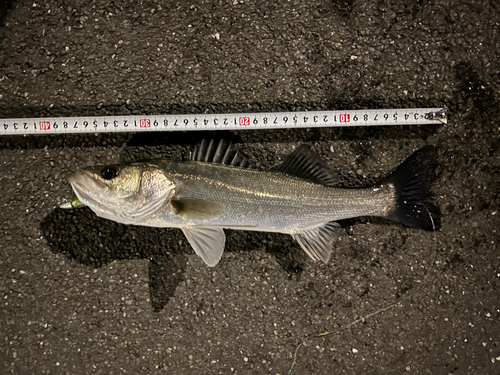 シーバスの釣果