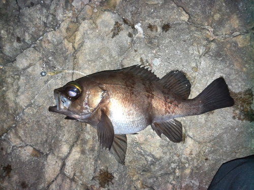 メバルの釣果