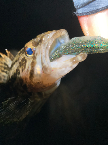 タケノコメバルの釣果