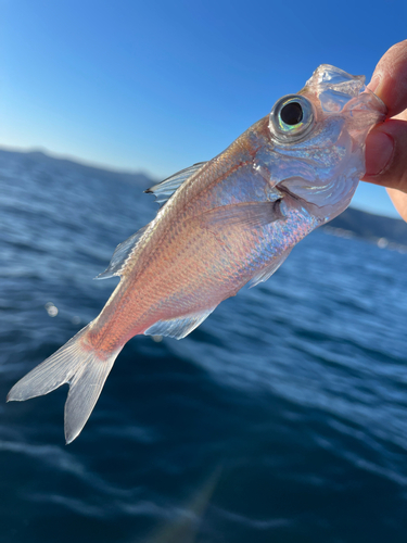 シロムツの釣果