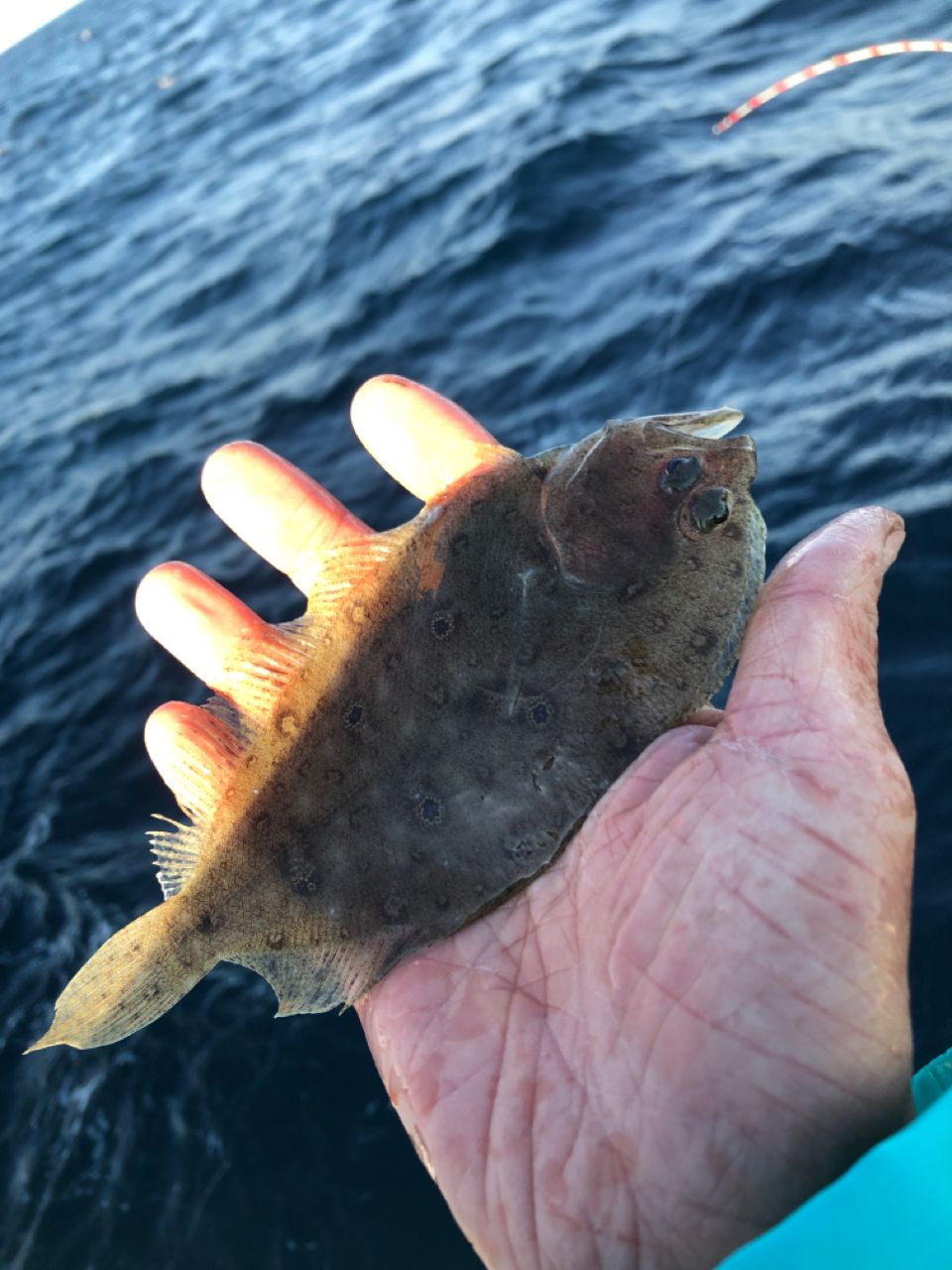 タマガンゾウビラメ