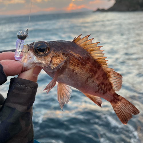 アカメバルの釣果