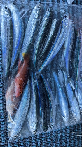 イワシの釣果