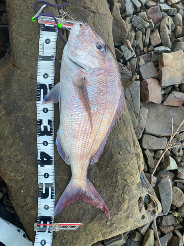 マダイの釣果