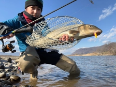 ニゴイの釣果