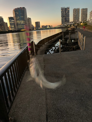 サバの釣果